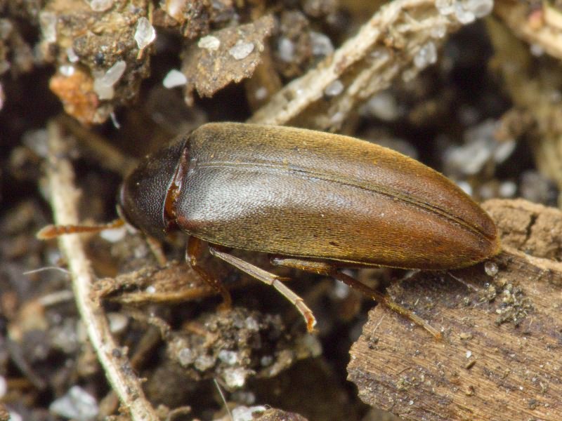 Orchesia micans (Panzer, 1795)